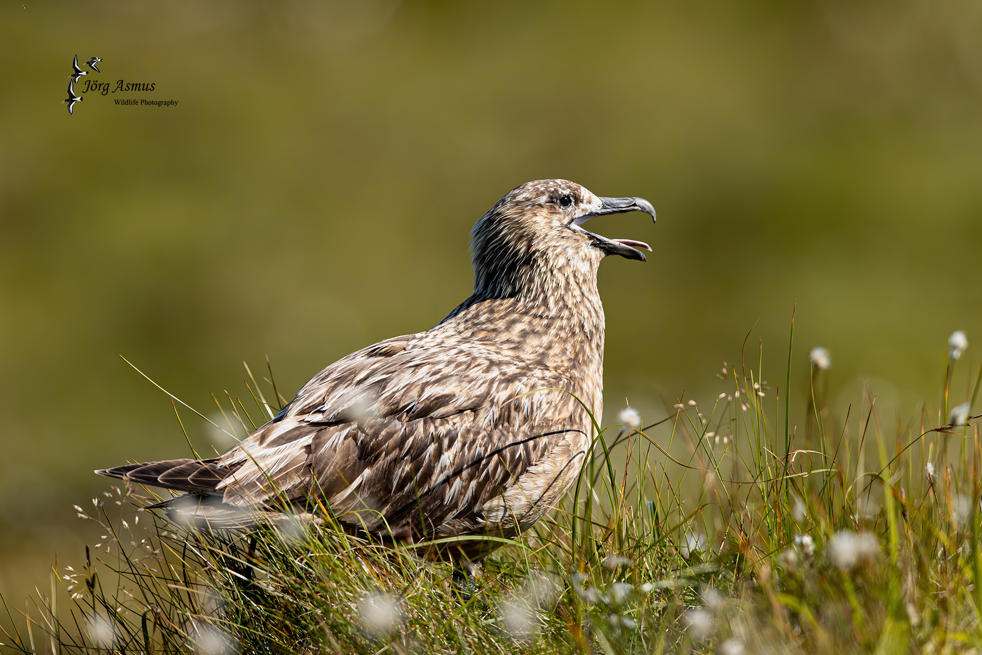 Wildlife-Photography - Jörg Asmus - Skua