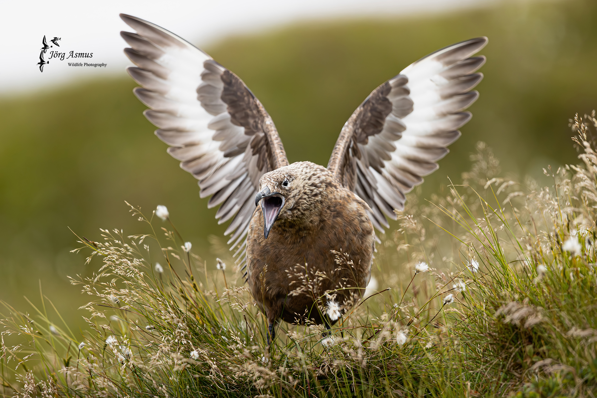 Wildlife-Photography - Jörg Asmus - Skua