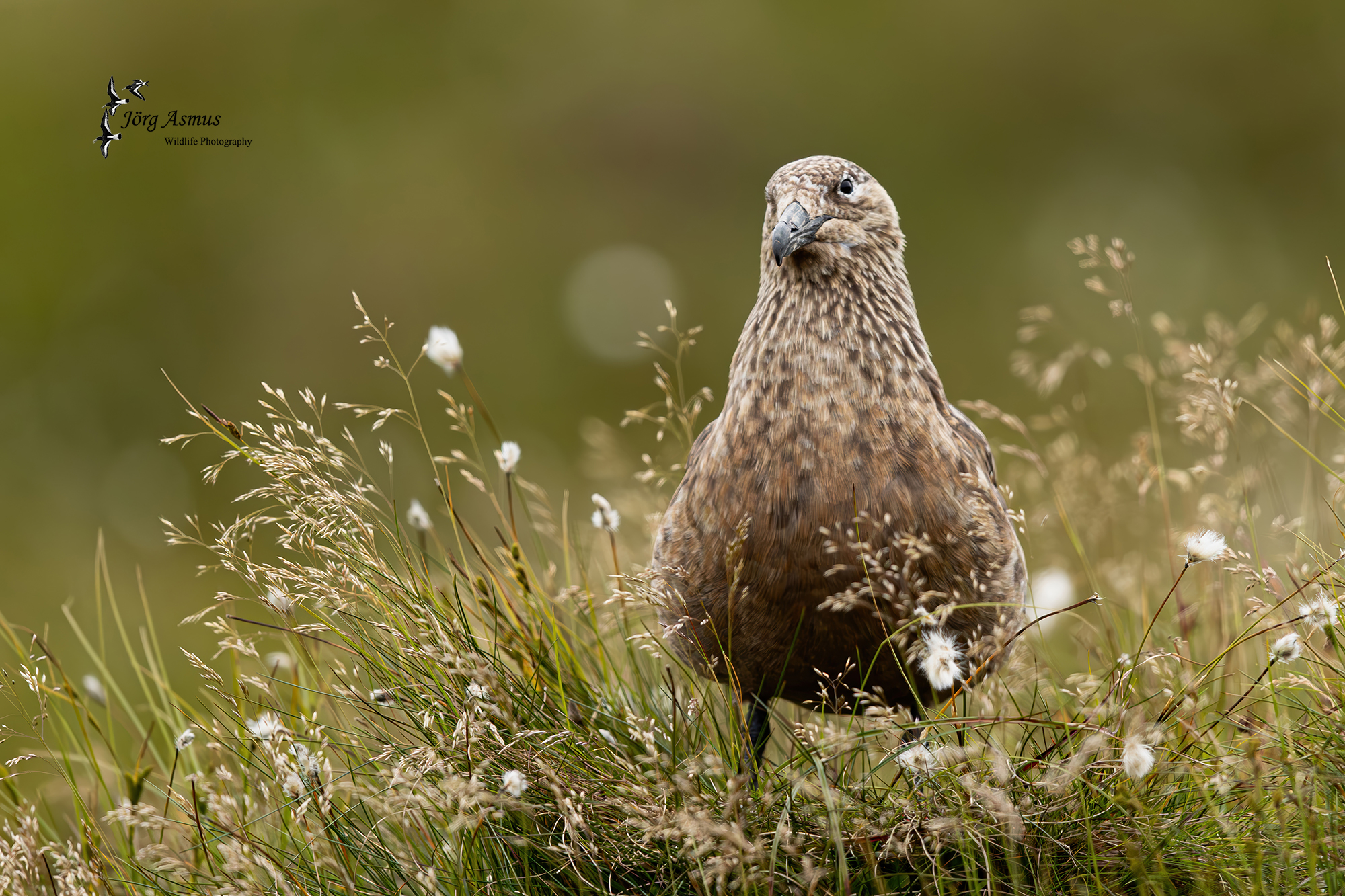 Wildlife-Photography - Jörg Asmus - Skua